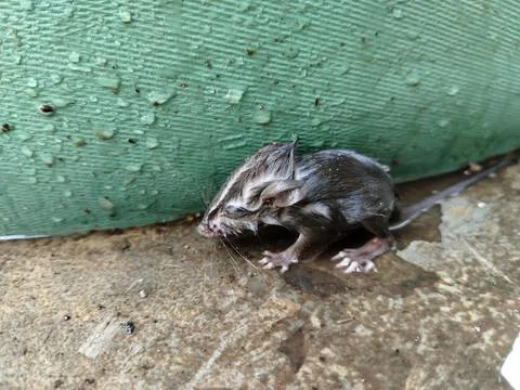 Close-up of a drenched rat after falling into the water, featuring realistic fur Stock-Fotos