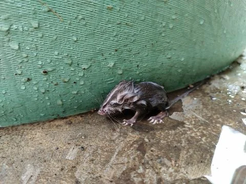 Close-up of a drenched rat after falling into the water, featuring realistic fur Stock-Fotos