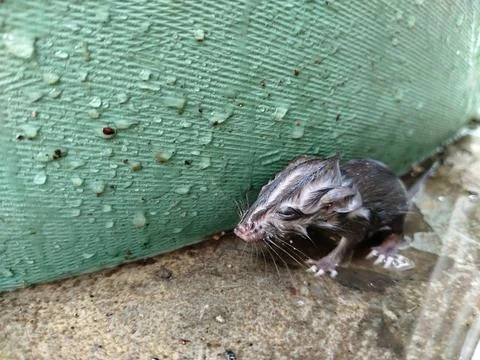 Close-up of a drenched rat after falling into the water, featuring realistic fur Stock-Fotos