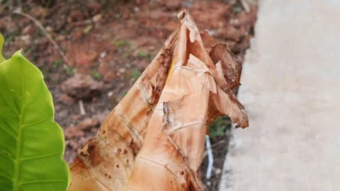 Close-Up of Dried Banana Leaf Beside a Concrete Pathway Stock Footage 337450210