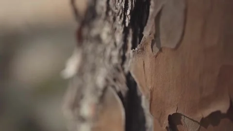 Close Up Dried Bark On Tree Slow Motion 库存影片 205400019