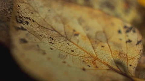 Close-up of Dried, Brittle Leaf Showing Delicate Veins and Texture Stock Footage 295745739
