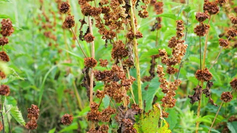 Close-up of dried brown curly dock sorrel seeds on tall stems. 動画素材 340508204