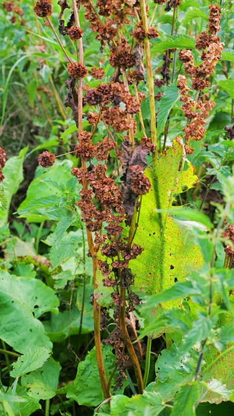 Close-up of dried brown curly dock sorrel seeds on tall stems. Vidéo 340857208