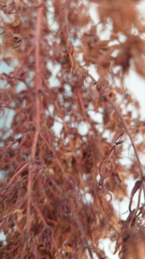 Close up of dried brown decorative plants or herbs Stock Footage 334396518