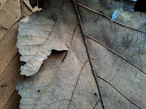 Close up of a dried brown fallen leaf on the ground. Stock Photos