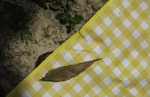 Close-up of a dried brown leaf resting on a yellow and white gingham picnic mat Stock Photos