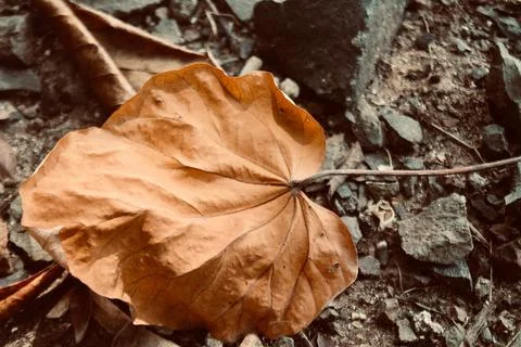 Close-Up of Dried Brown Leaf on Rocky Ground Stock Photos