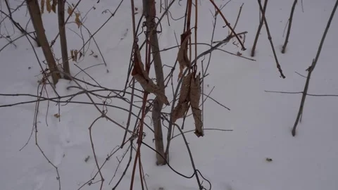 Close-up of dried brown leaves and tangled vines amidst thin tree branches in a Vídeo Stock 334330260