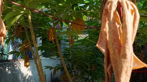 Close-up of dried brown leaves on a cassava tree in a tropical garden. Stock Footage 337806388
