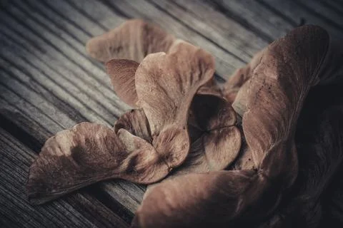 Close-up of dried, brown maple seeds still attached. Stock Photos