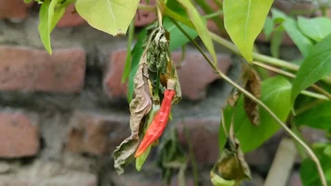 Close up of dried chili fruit on a tree. Stock Footage 285591835