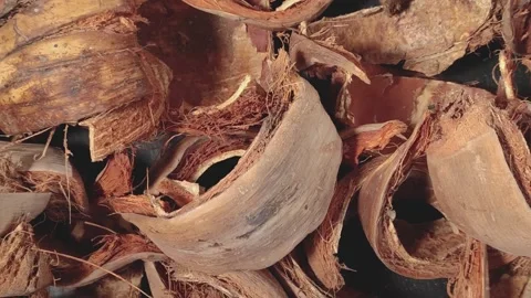 Close-up of dried coconut husk, outer husk of coconut fruit Stock Footage 248576179