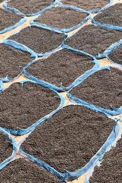 Close up of dried coffee beans Stockfoto's