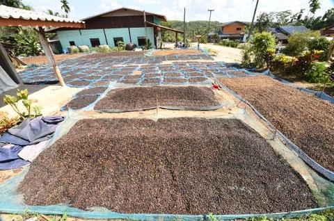 Close up of dried coffee beans 写真素材