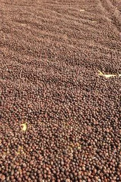 Close up of dried coffee beans Stockfoto's