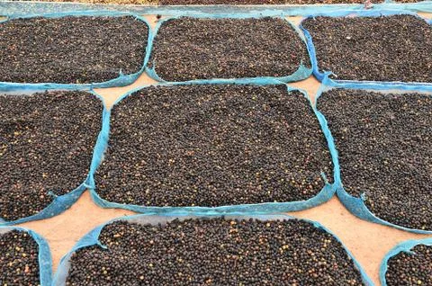 Close up of dried coffee beans Stock Photos