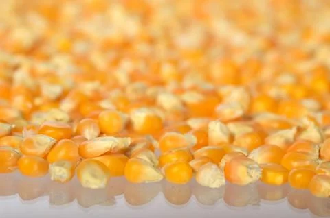 Close-up of Dried corn in clay pot Stock Photos