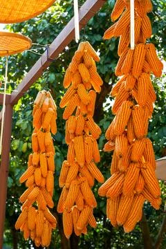 Close-up of dried corn cobs drying in the countryside Foto stock