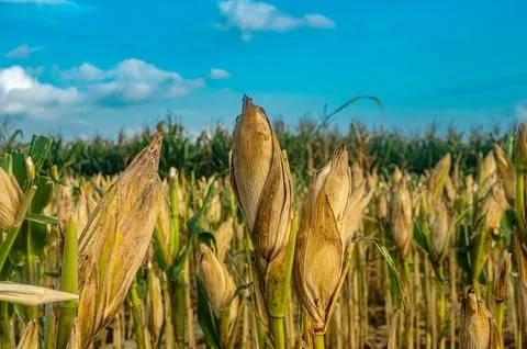A close up of dried corn cobs in a field under a bright blue sky, showcasin.. Stock Photos