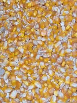 Close-Up of Dried Corn Kernels Stock Photos