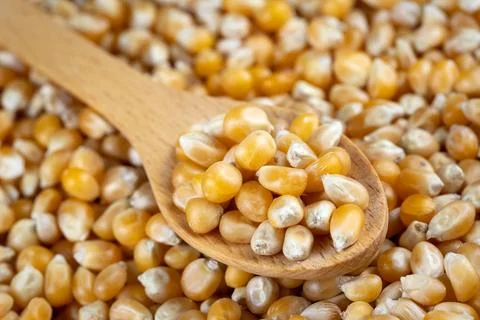 Close-up of dried corn kernels. Stock Photos