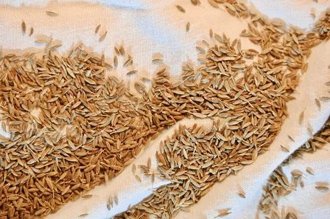 Close-up of dried cumin seeds scattered over white fabric folds Stock Photos