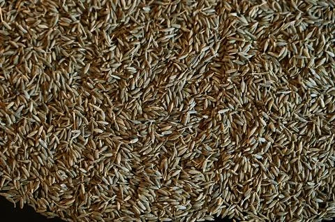 Close-up of dried cumin seeds spread evenly as a texture background Stock Photos
