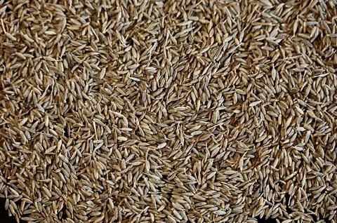 Close-up of dried cumin seeds spread evenly as a texture background Stock Photos