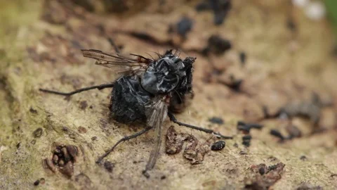 Close up of dried dead fly 1 Stock-Footage 71389771