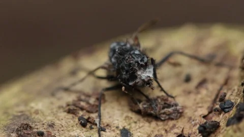 Close up of dried dead fly 2 Stock Footage 71389877