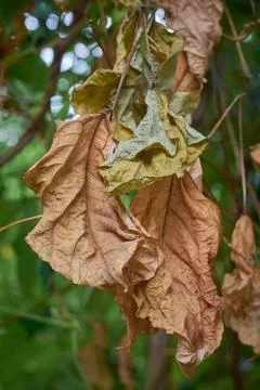 Close-up of dried dead leaves on tree plant or vine Stock Photos
