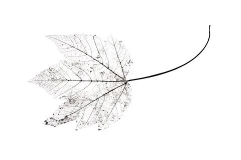 Close up of dried dry delicate skeleton leaves of the Maple tree. Stock Photos