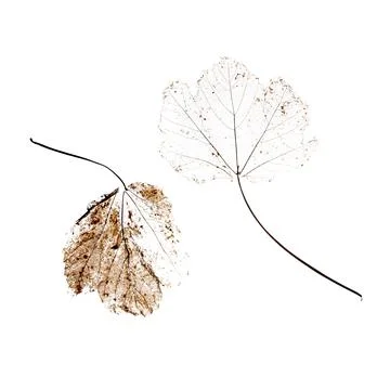 Close up of dried dry delicate skeleton leaves of the Maple tree. Фото
