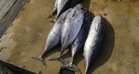 Close up of dried fish Stock Photos
