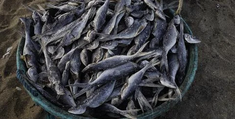 Close up of dried fish Stock Photos