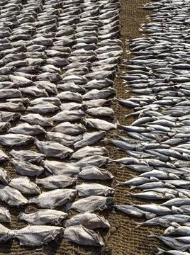 Close up of dried fish Photos