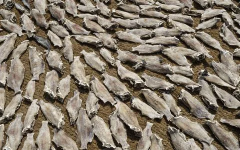 Close up of dried fish Stock Photos