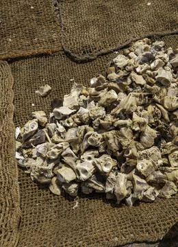 Close up of dried fish Stock Photos