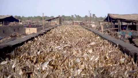 Close up of dried fish in Senegal in west africa in smoking area, part of Stock Footage 336247123