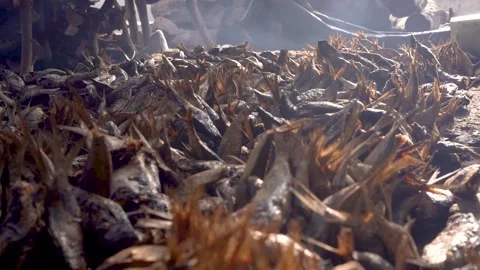 Close up of dried fish in Senegal in west africa in smoking area, part of Stock Footage 336247126