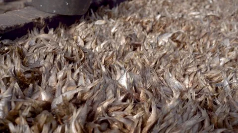 Close up of dried fish in Senegal in west africa in smoking area, part of Stock Footage 336247167