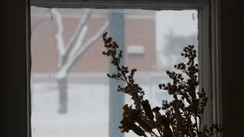 Close up dried flowers by window in winter Stock Footage 295918544