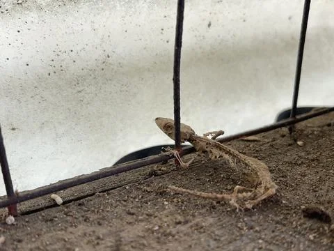 Close-up Of Dried Gecko Lizard Carcass Skeleton Behind Wire Mesh 스톡 사진