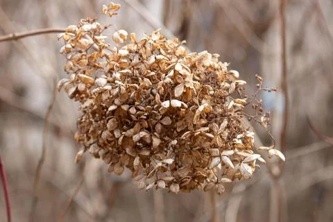 Close up Dried Grass for background Stock Photos