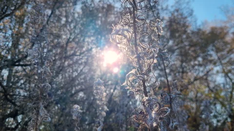 Close-up of dried grass with fluffy seeds sways in the wind with sunlight. Stock Footage 287842668