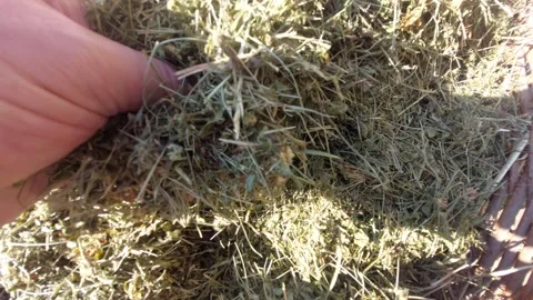 Close-up of dried green herbs and hay in a wicker basket Vídeos de archivo 333643043