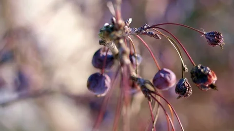 Close-up. dried heavenly apples on the bare branches of an apple tree, powdered Vídeos de archivo 100460226