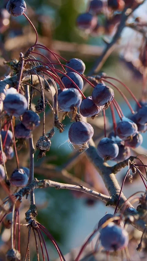 Close-up. dried heavenly apples on the bare branches of an apple tree, powdered Vídeos de archivo 320776874