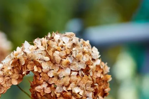 Close up of Dried Hydrangea flowers Stock Photos